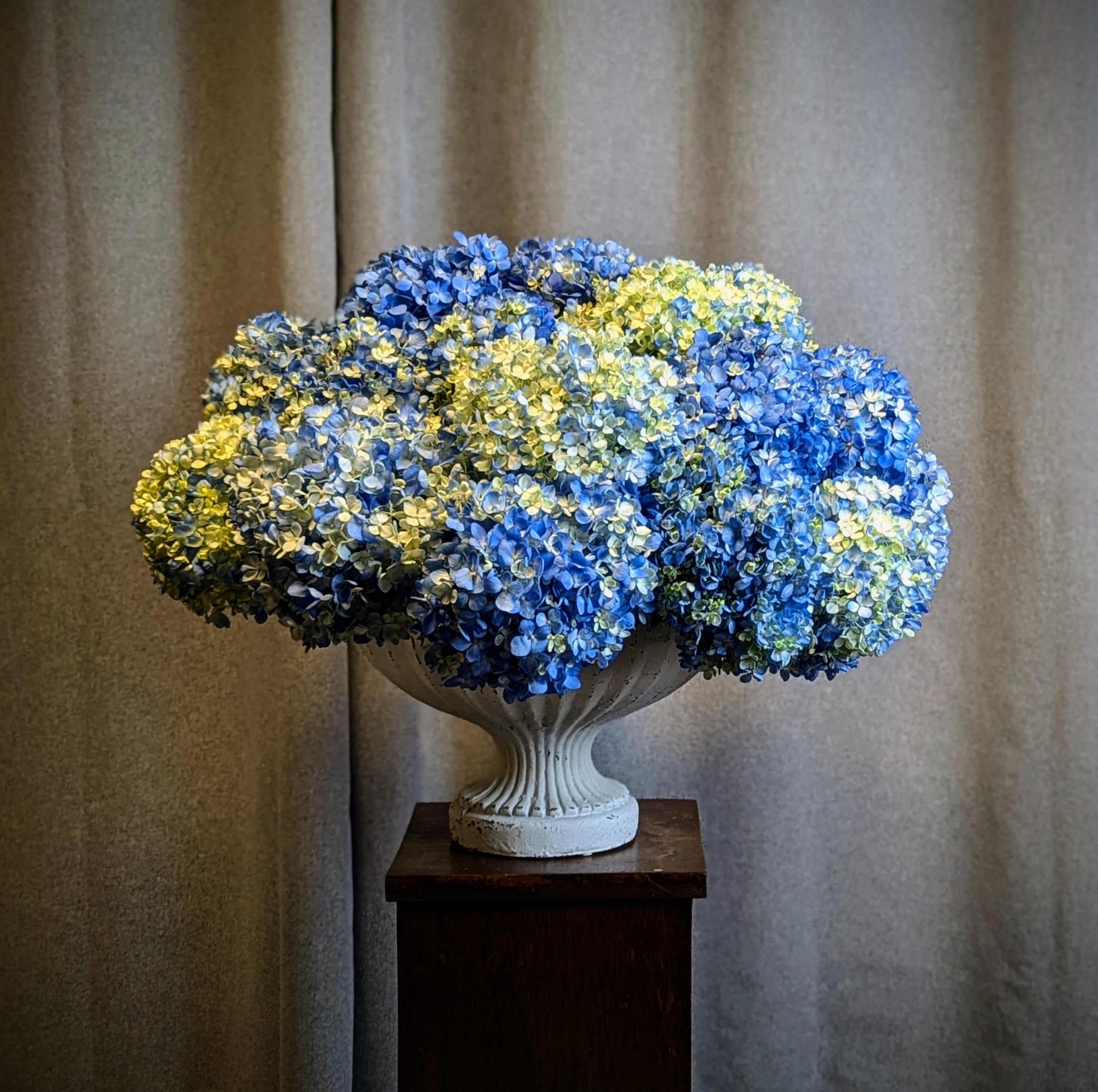 Blue Hydrangea