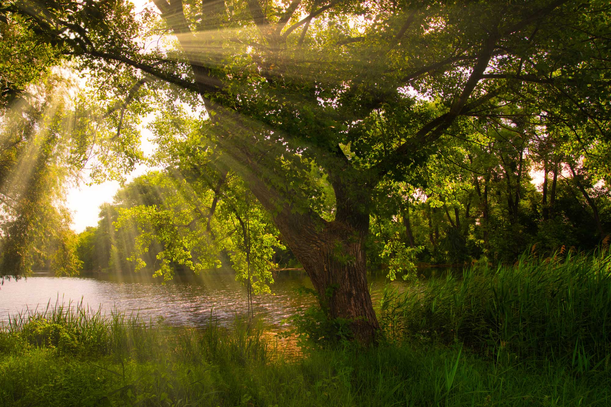 image of nature, sun shining through the trees