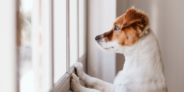 training for dog anxiety