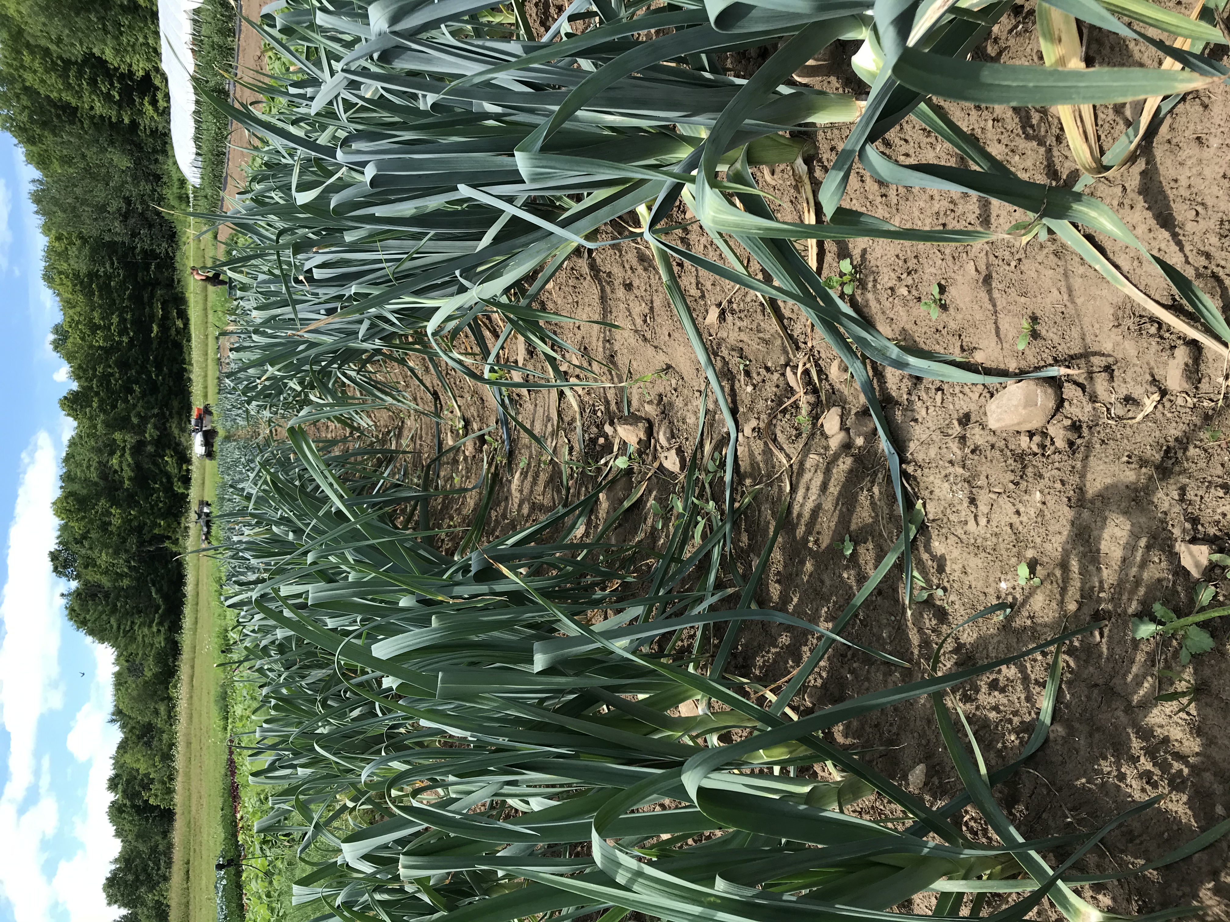 Two beds of leeks stretch out with a plain dirt path in the middle.