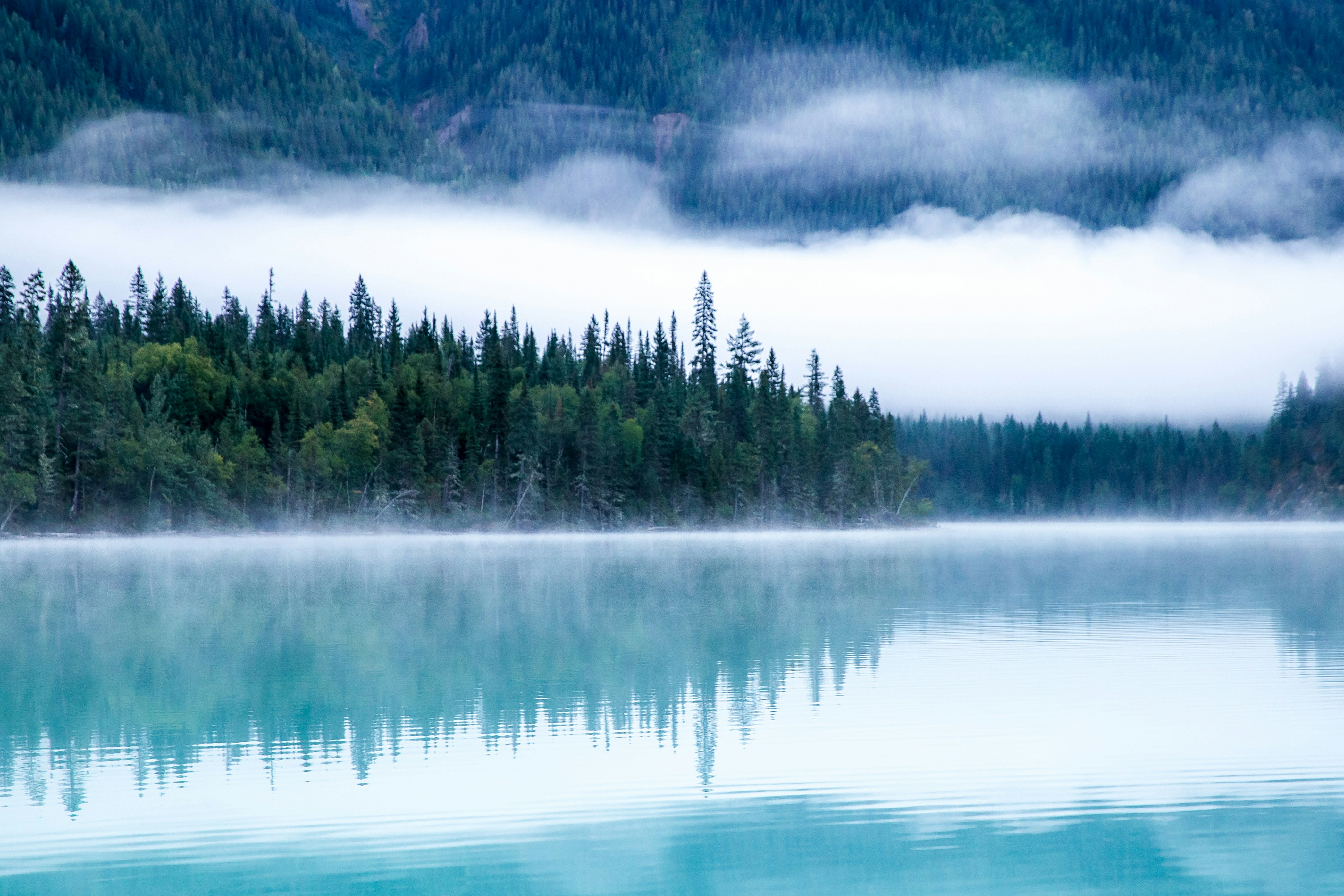 reflection of trees on a lake