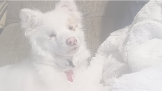 A white fluffy blind puppy cuddles with a fluffy white blanket.