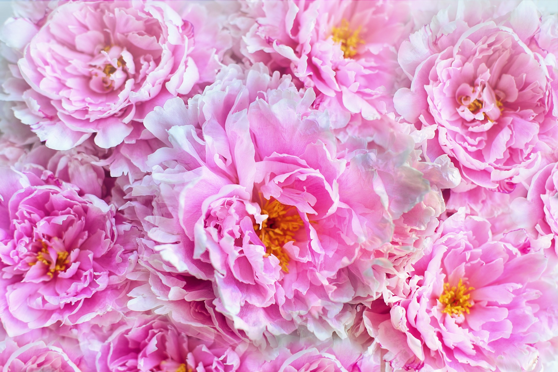 Peonies