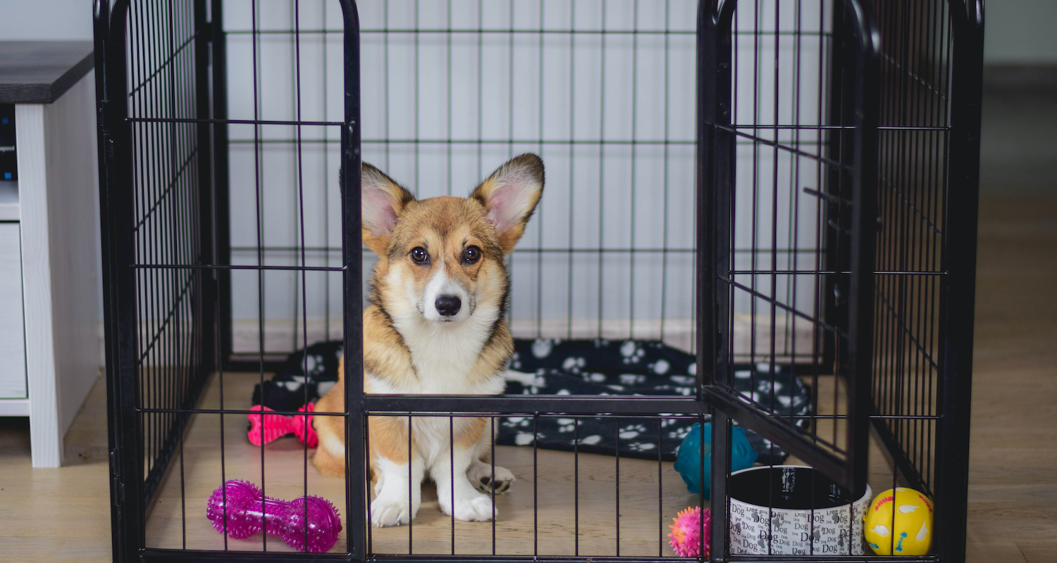 Playpen and crate training a puppy