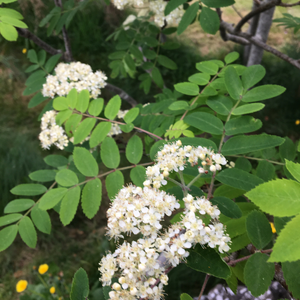 Myth and Magic of The Trees of Ireland-Rowan