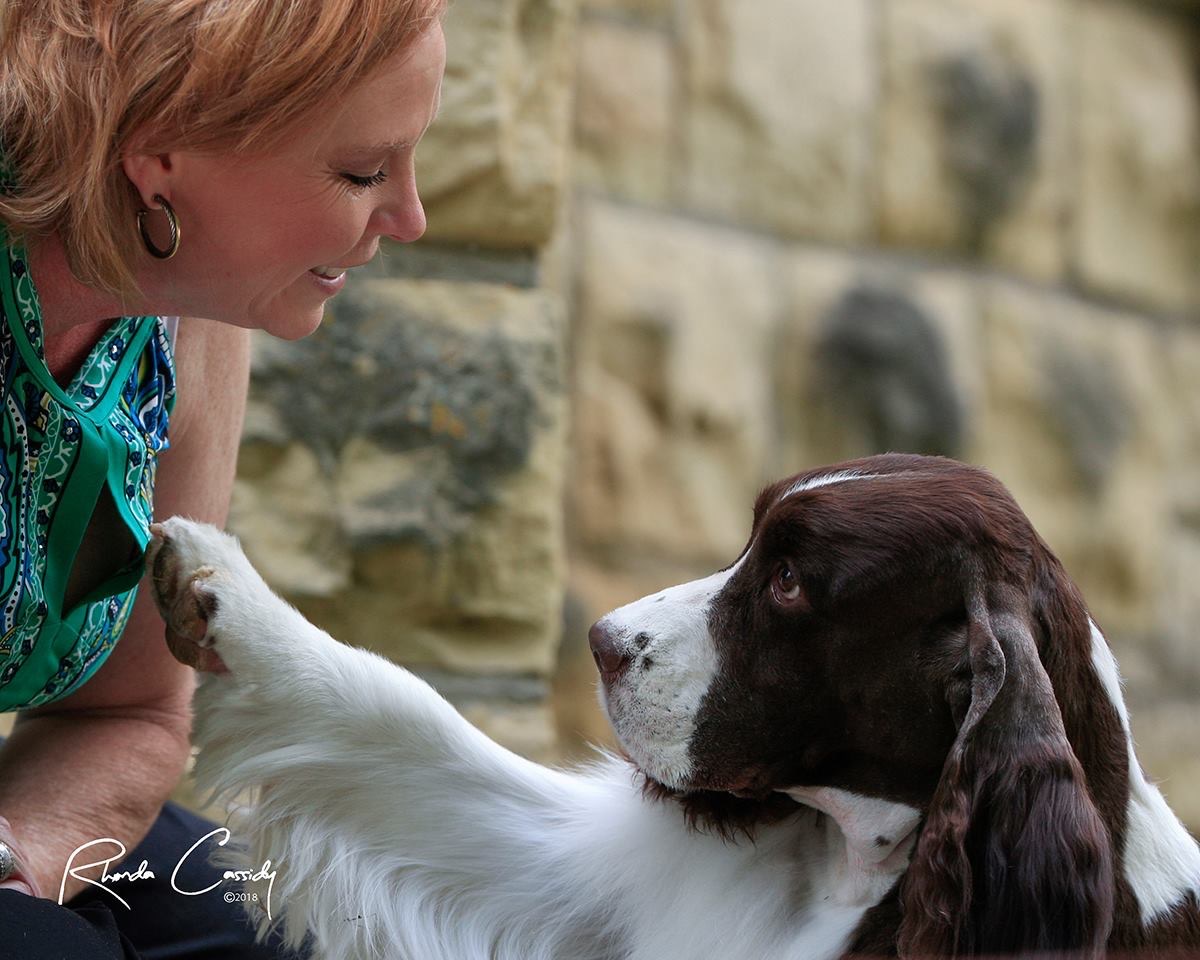 Springer deals spaniel grooming