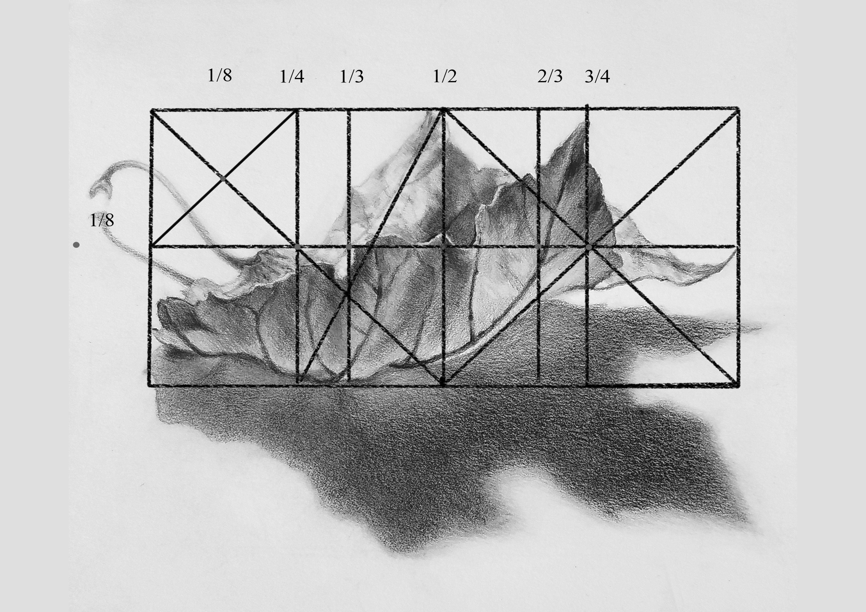 Drawing of a leaf using the rectangle to establish proportion