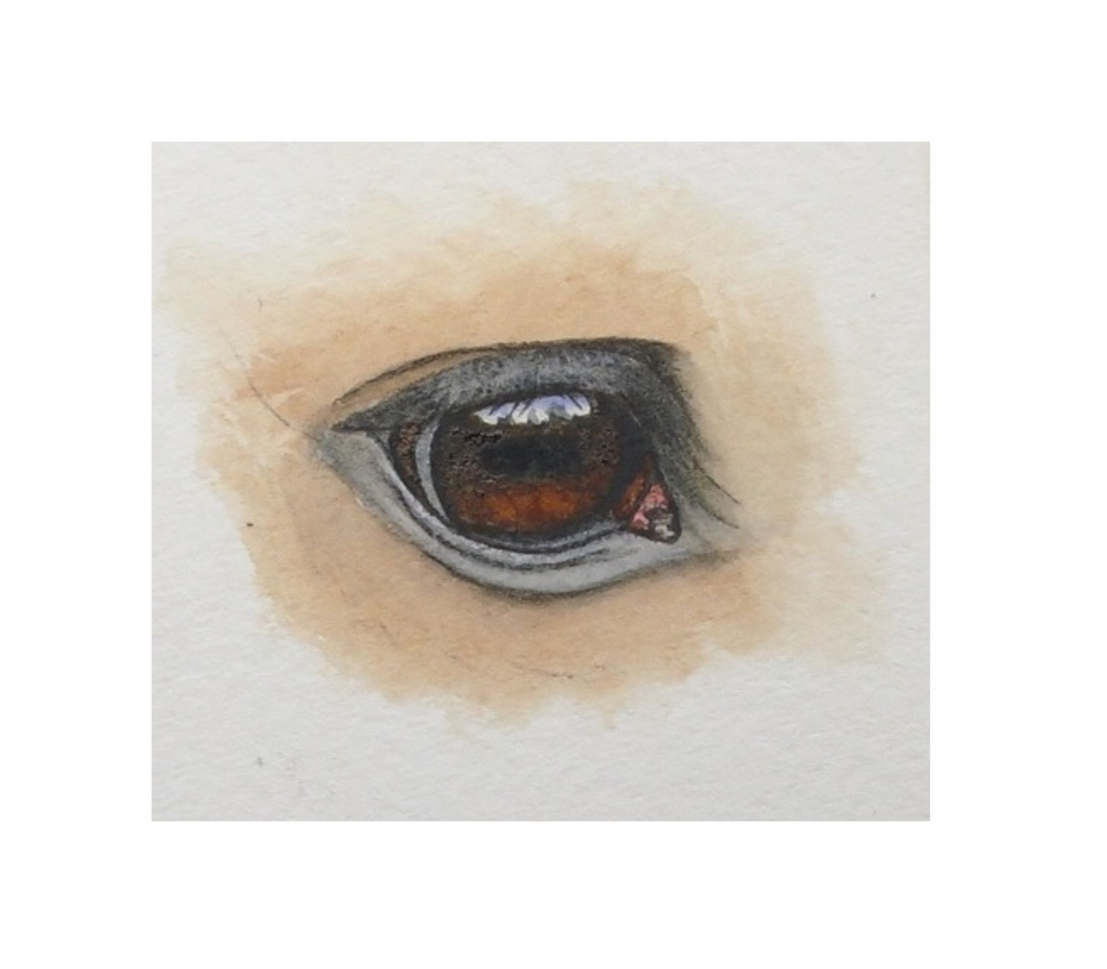 horse eye in watercolor by rebecca rhodes