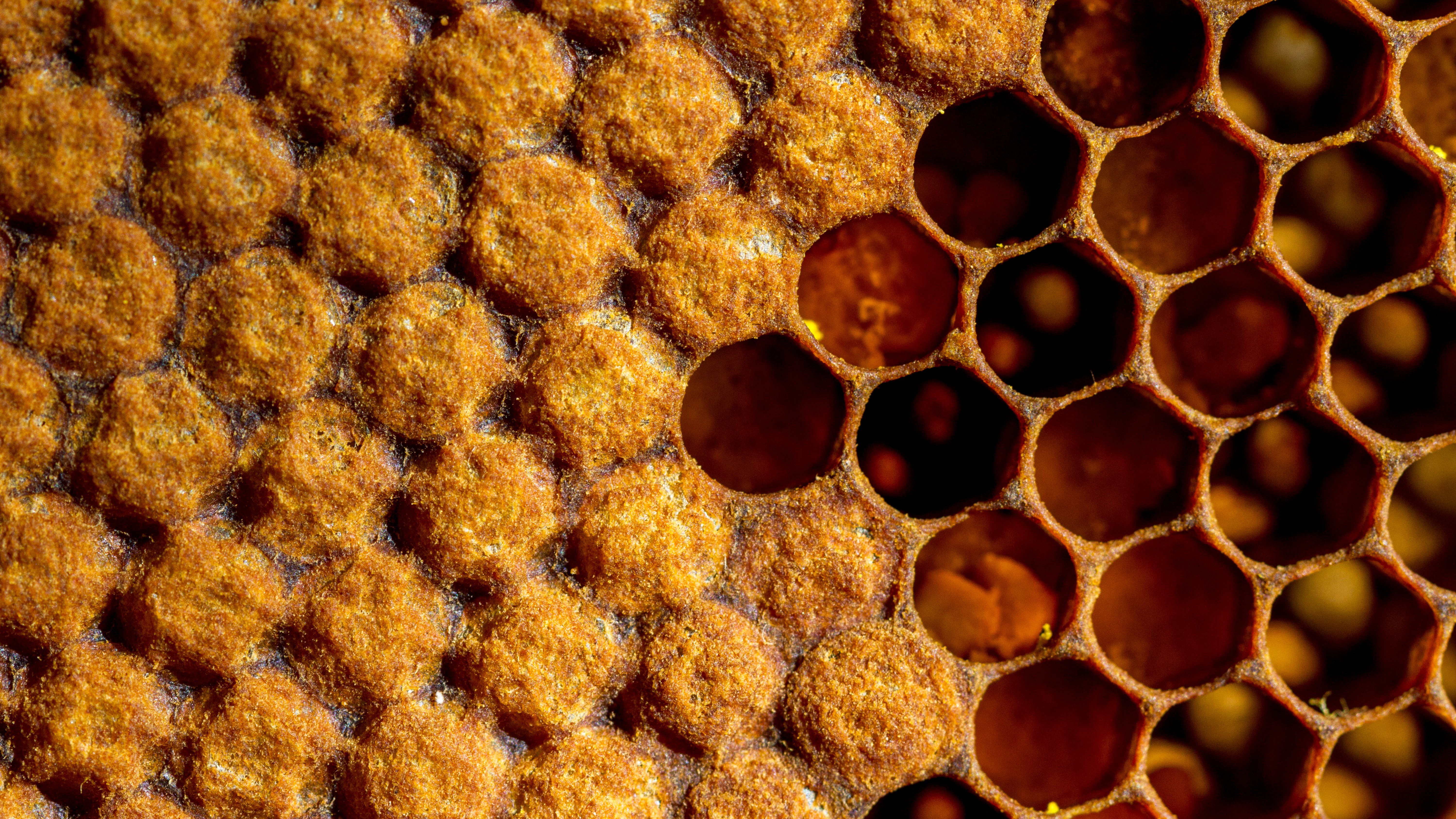 beehive up close