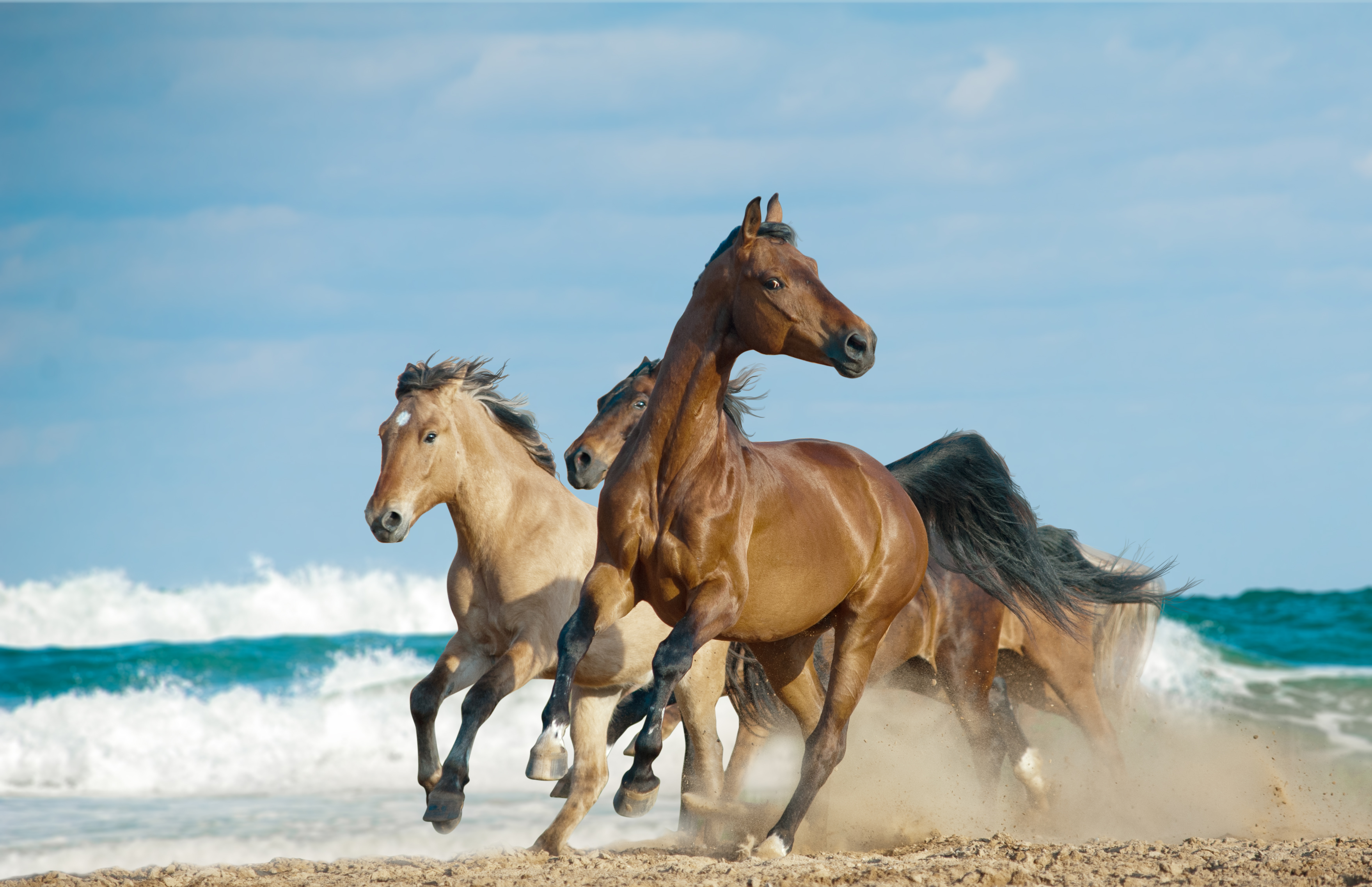 Wild Horses Running in Water