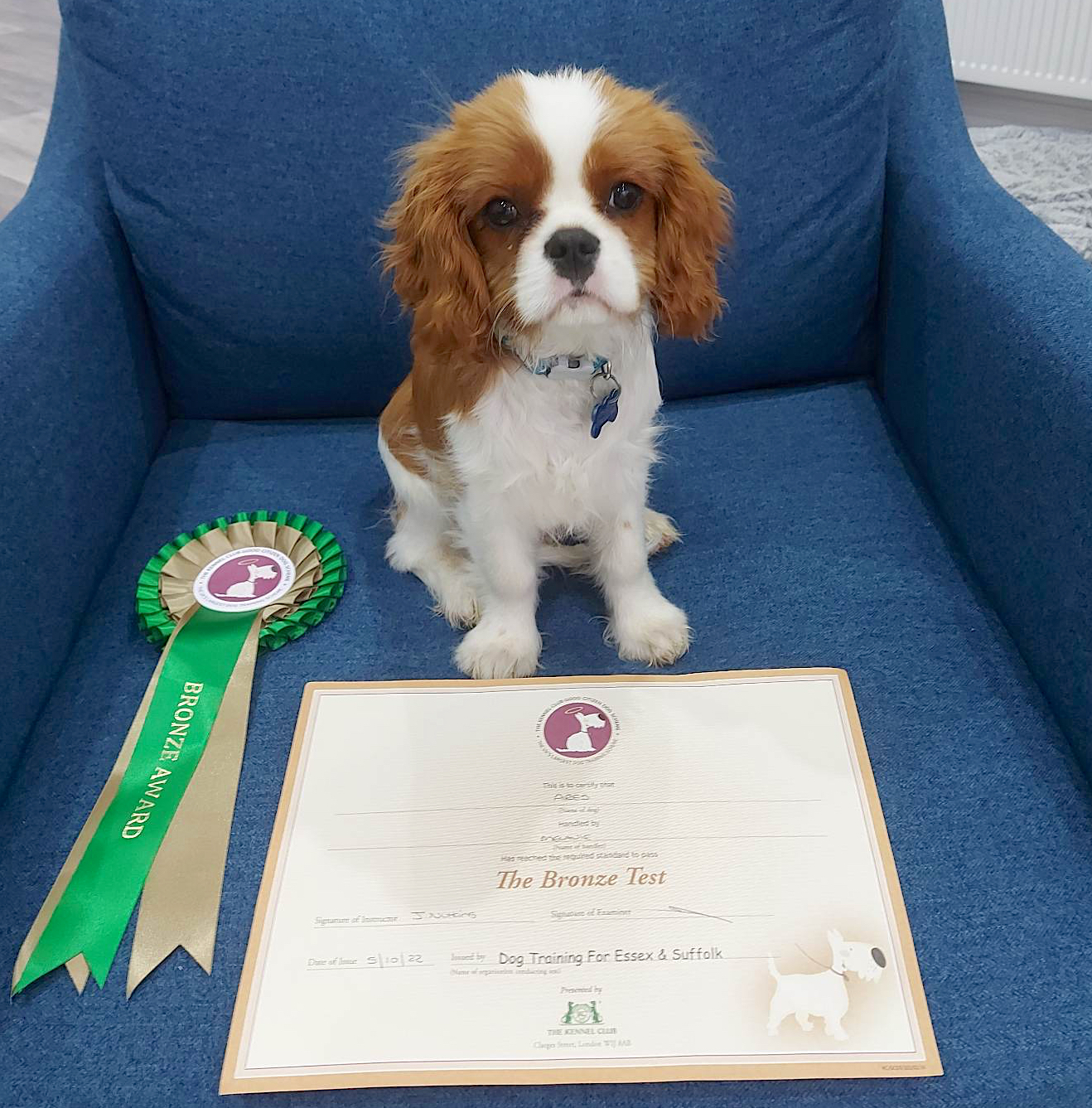 Puppy Cavalier King Charles Spaniel with Kennel Club award
