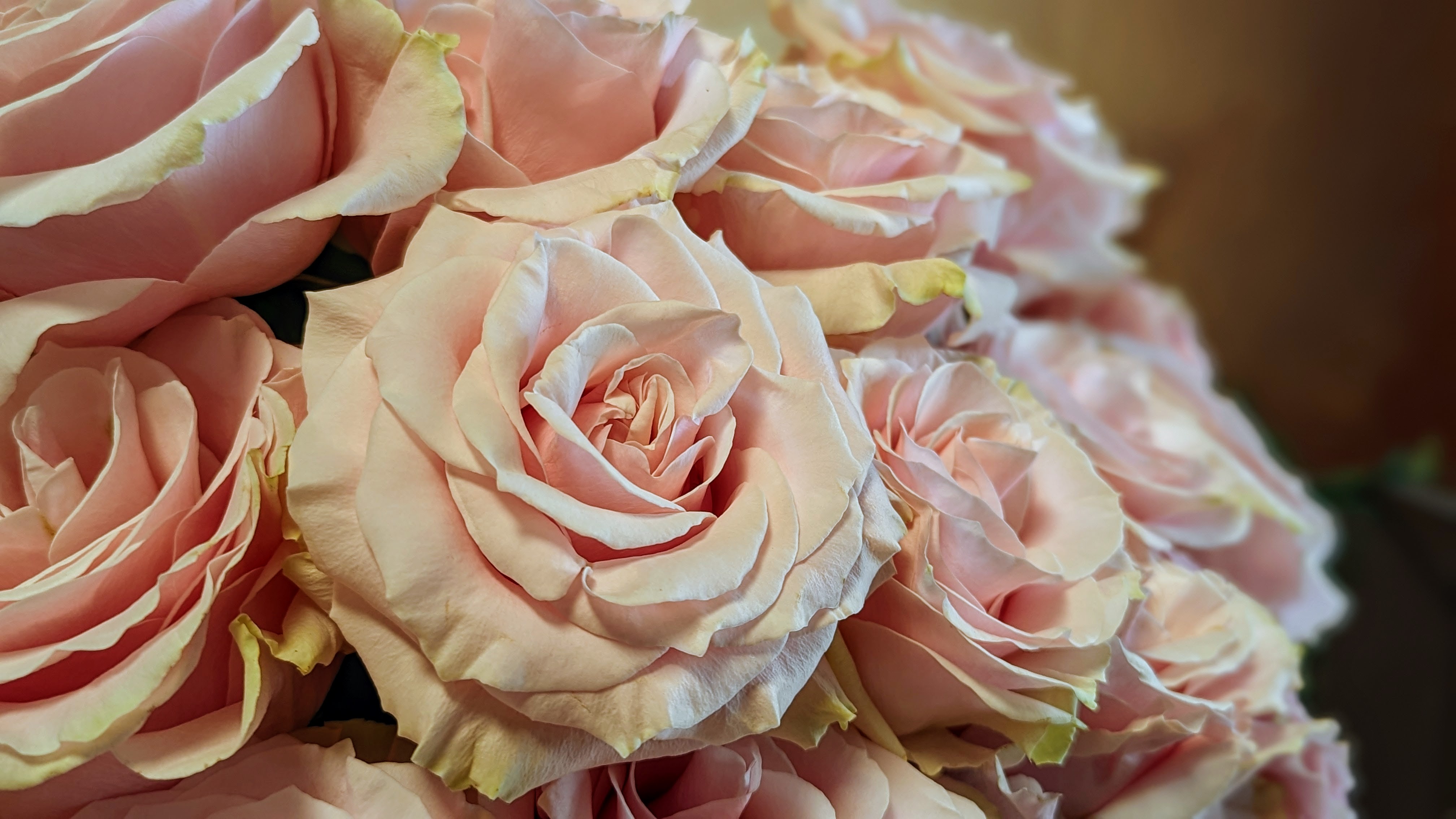 Pink Roses