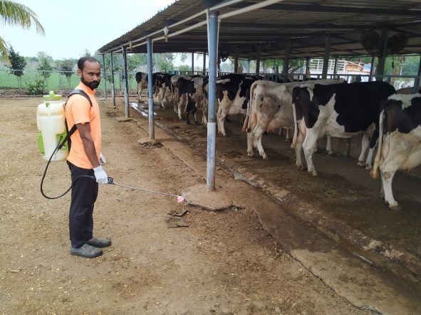 Test for cow dung for parasites in dairy farming