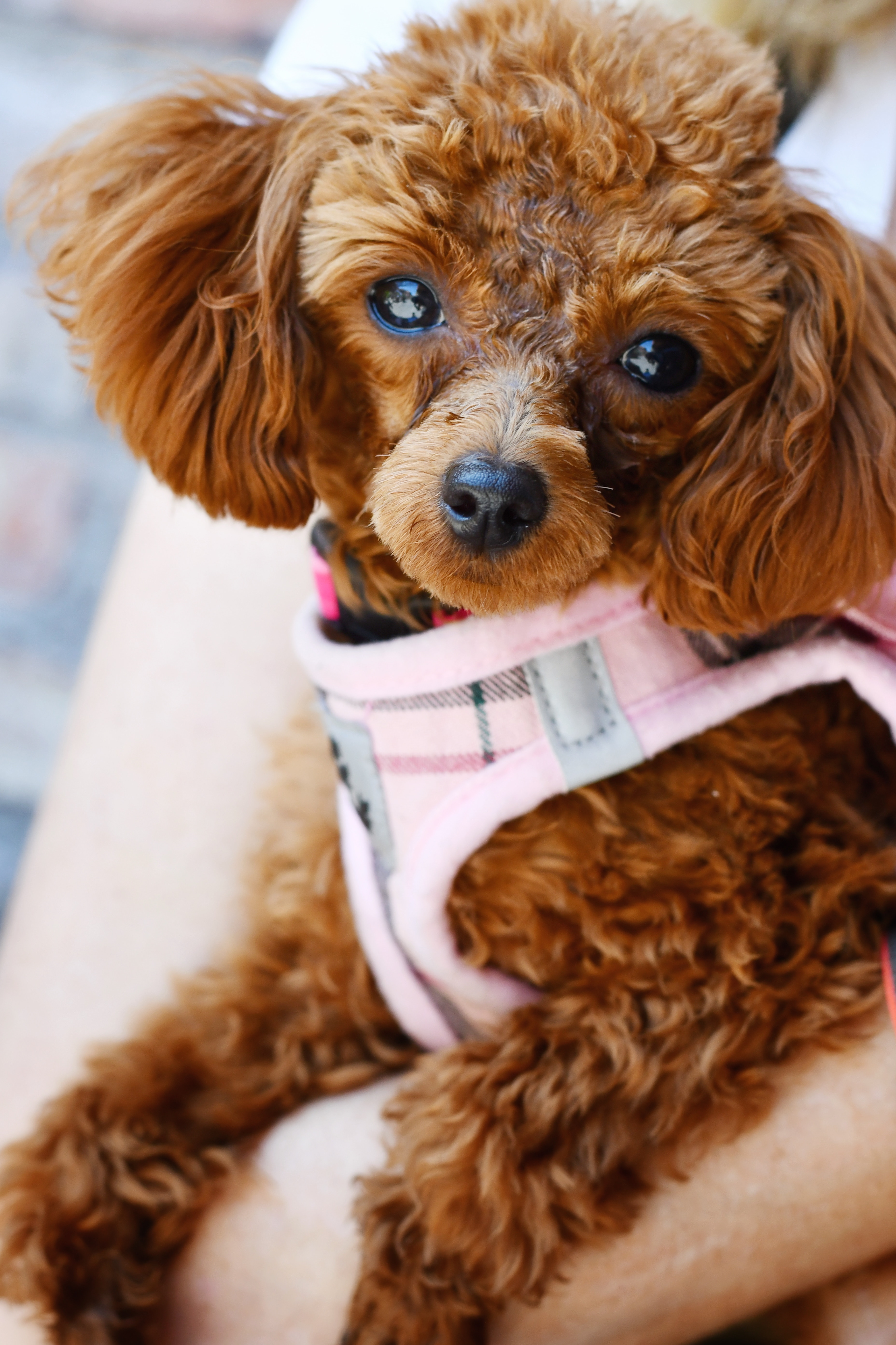 Solve the seven most pesky puppy problems: potty training, jumping up, leash pulling, chewing, biting and nipping, separation anxiety, and socialization