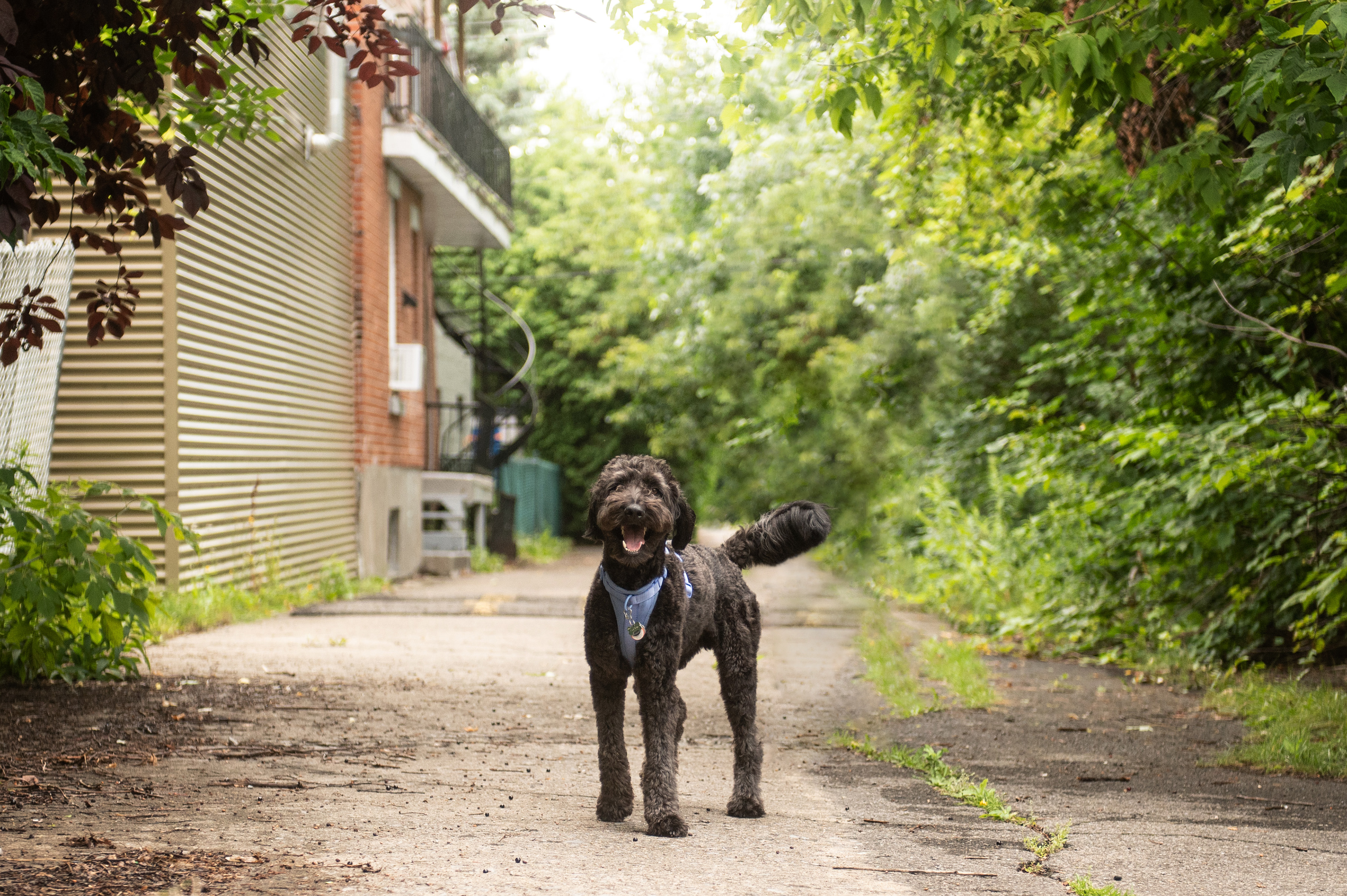Gaetan, a black doodle collie mix stands in a green alley way with lots of trees and shrubs, happily looking at the camera