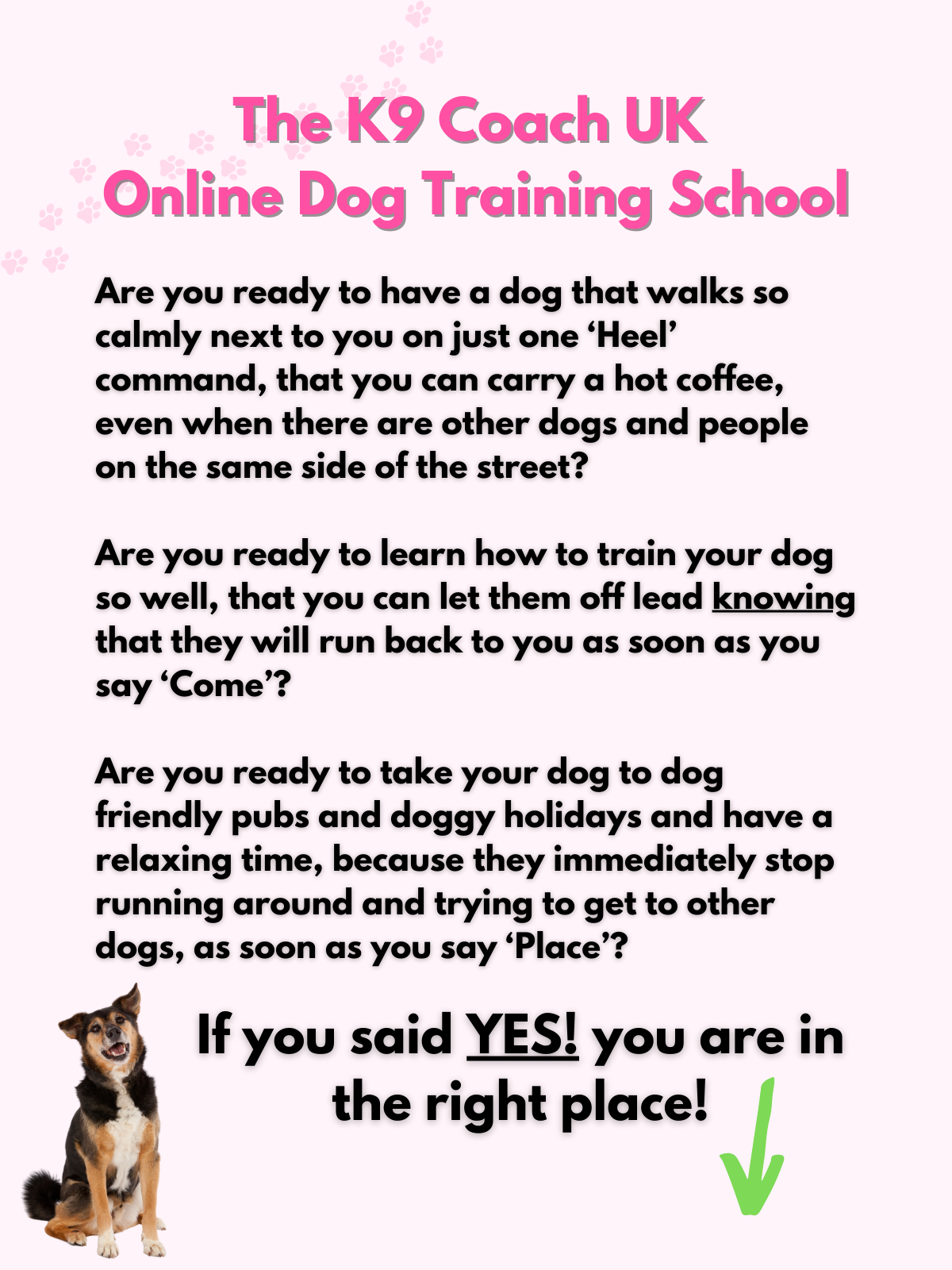 K9 training sale online