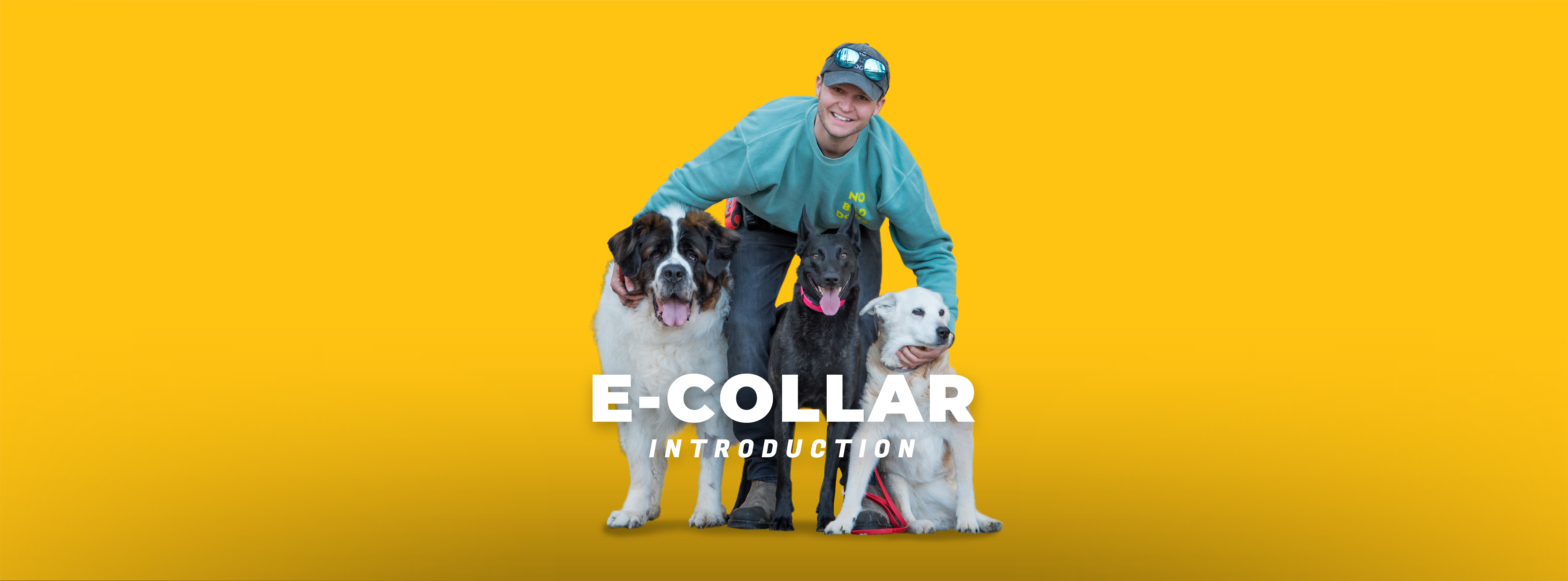 E collar 2024 recall training