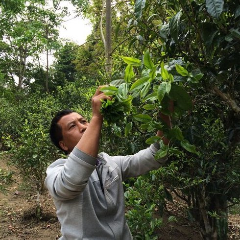 tea farmer