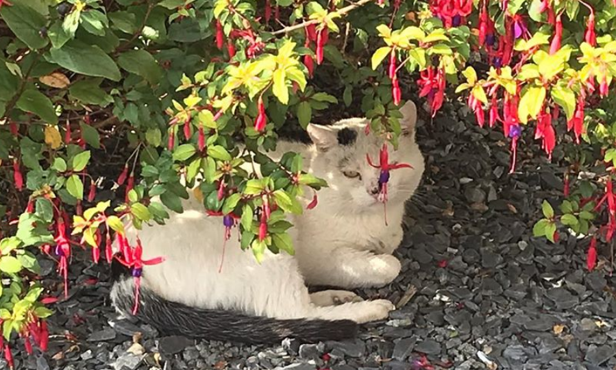 Fuchsia and cat in the Beginning Cataloguing garden.