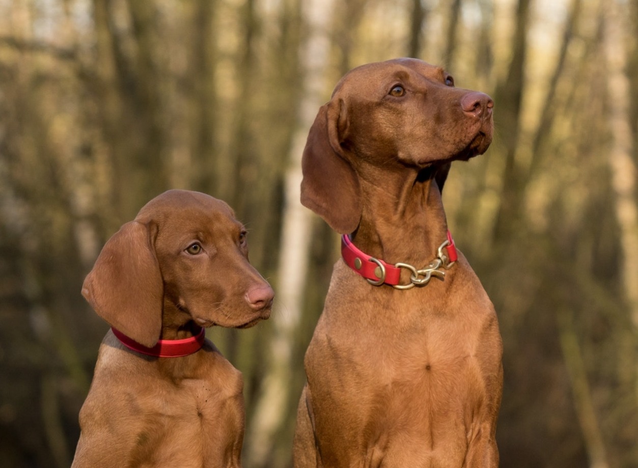 Coon hounds