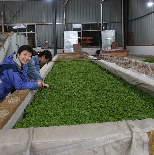 tea production