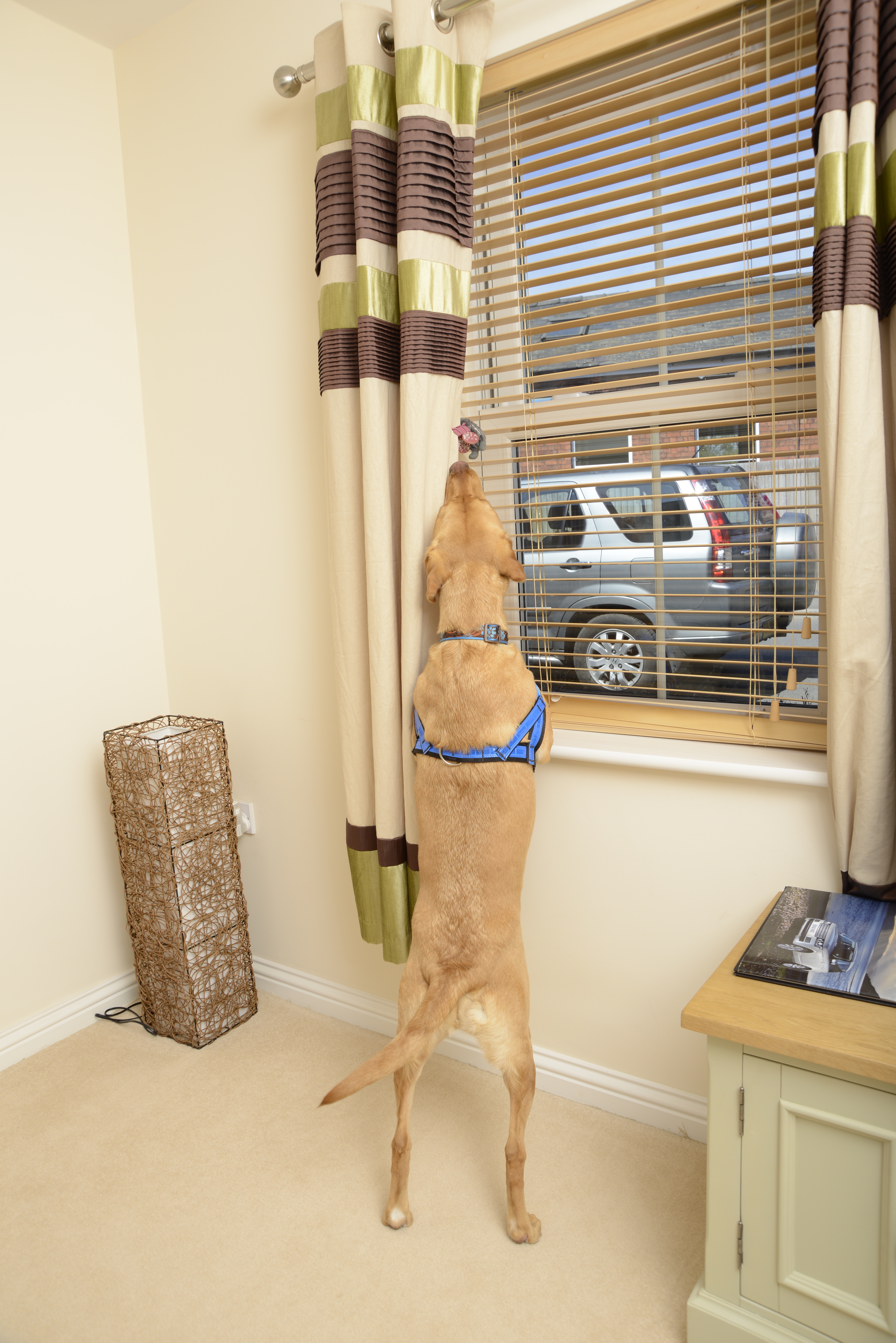 Labrador stretching up to reach scentwork find pinned to a curtain