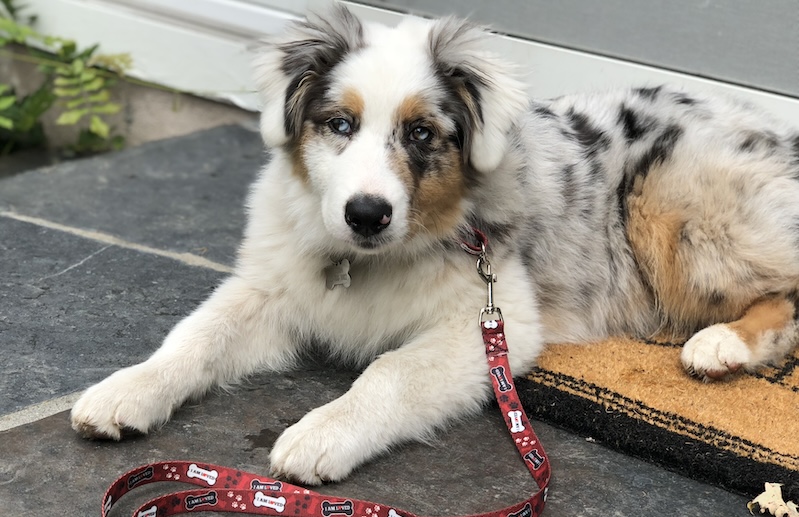 an image of a white Maltese dog representing an online leash training program from fearless pet