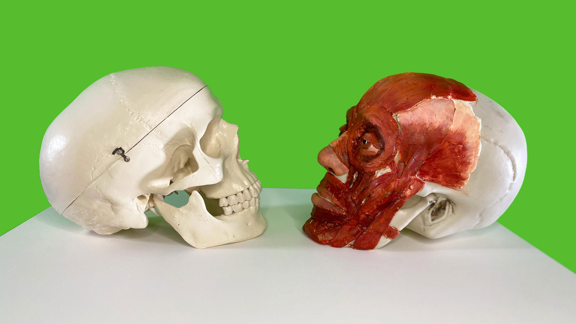 Resin skull replica facing replica of musculature of the human face