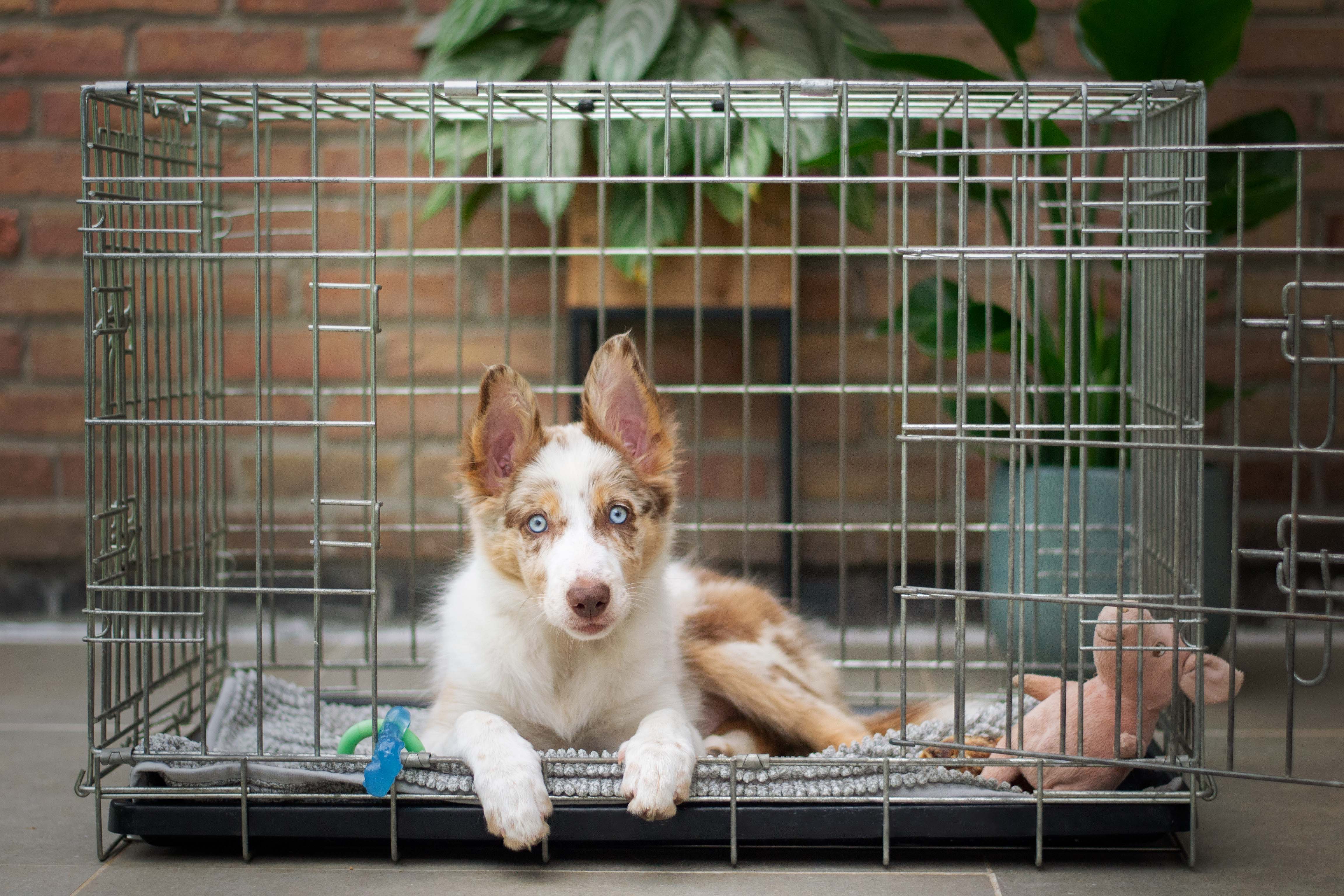 Attention moms! Are you tired of coming home to chewed-up furniture, scattered belongings, and the aftermath of puppy mischief? Or are you losing sleep because your puppy keeps you up late or wakes up too early?  We understand that having a new puppy in addition to your regular day-to-day responsibilities can be overwhelming. And when you’re sleep deprived, things feel heavier than they need to.   Dont let frustration and chaos rule your household. You can quickly solve these issues with our Crate Training Online Course Embrace the Crate: Transform It into Your Puppy’s Safe Haven. 