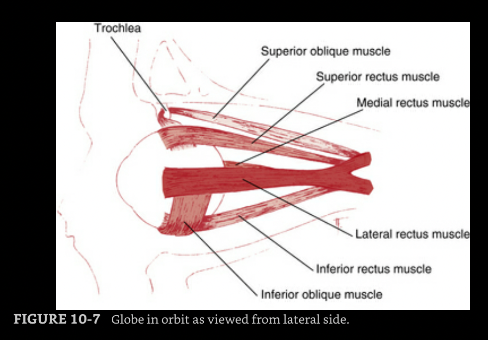 From &quot;Clinical Anatomy and Physiology of the Visual System&quot;