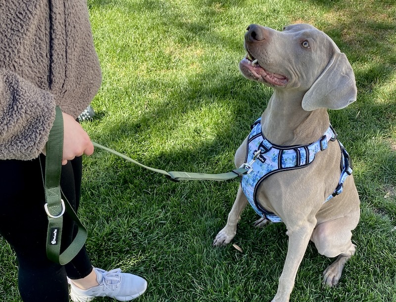 an image of a Weimaraner wearing a no pull dog harness from fearless pet in a forest watercolor print