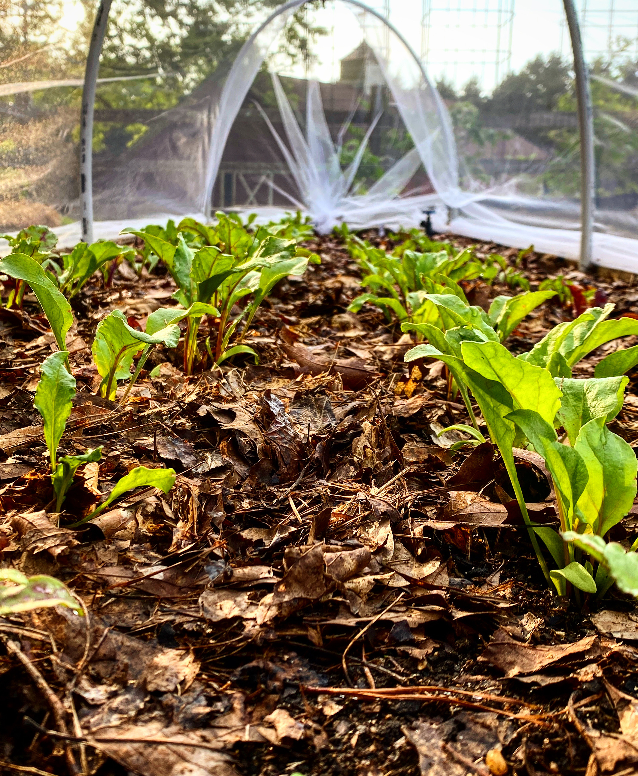 leaf mulch on a raised bed 