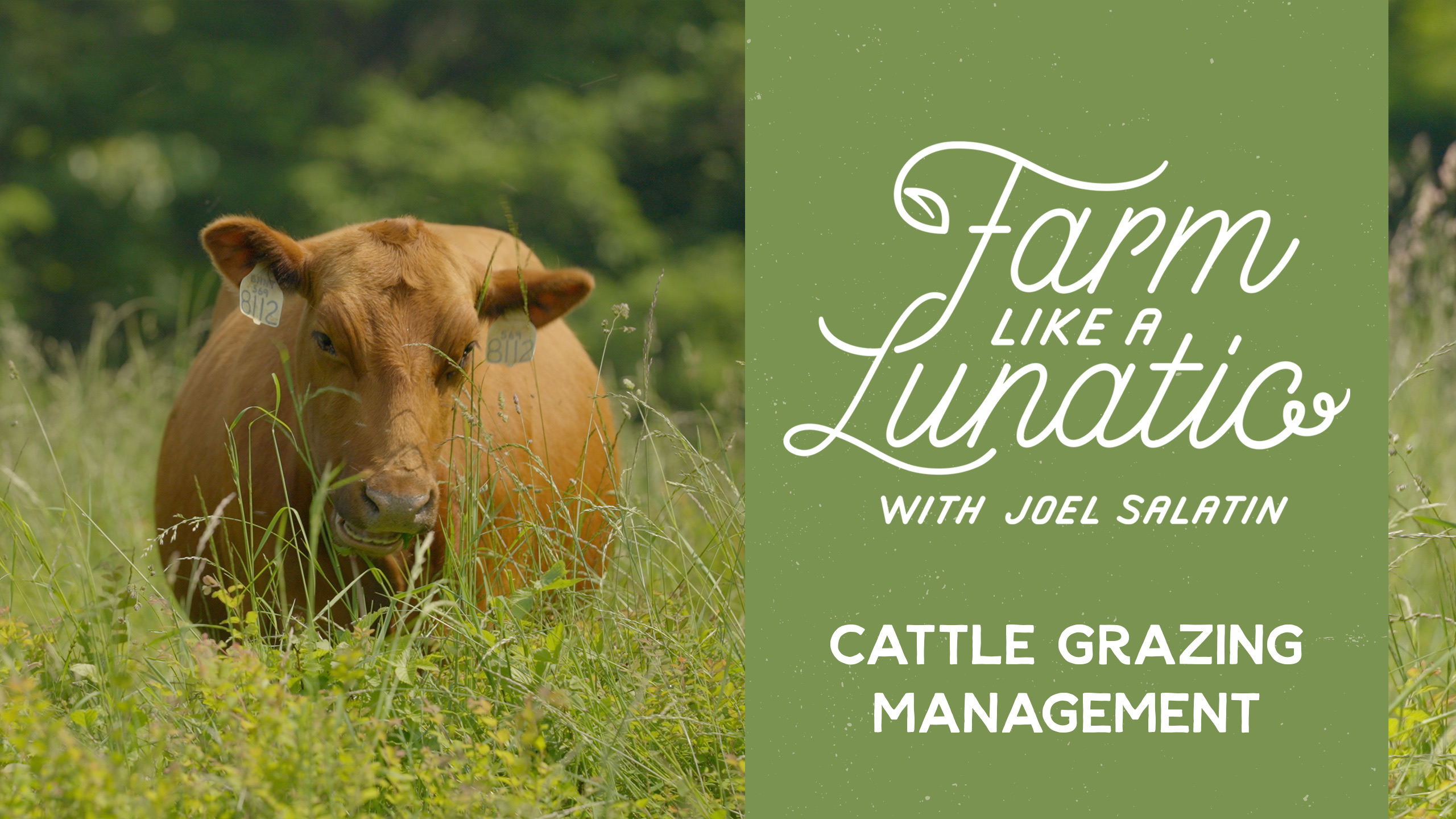 Cattle Grazing Management