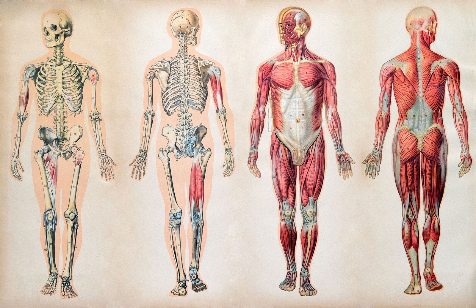 Skelton Muscles Anatomy Dissection  