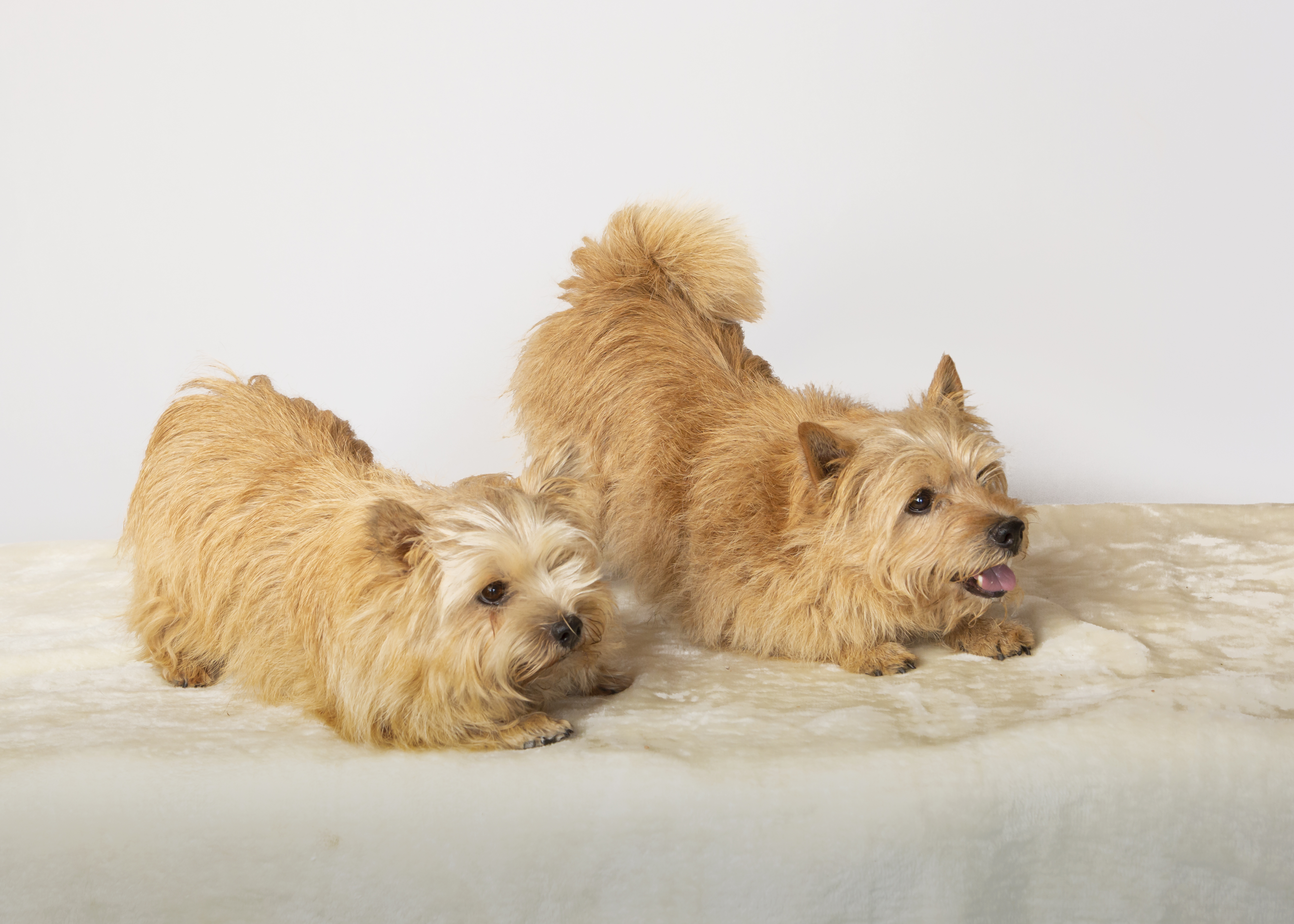 terriers doing play bow trick