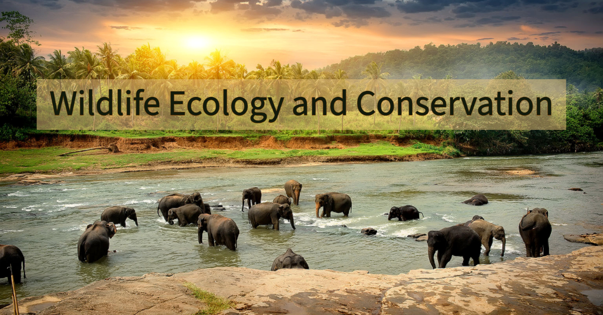 Open book with tree sprouting from it with text Wildlife Ecology