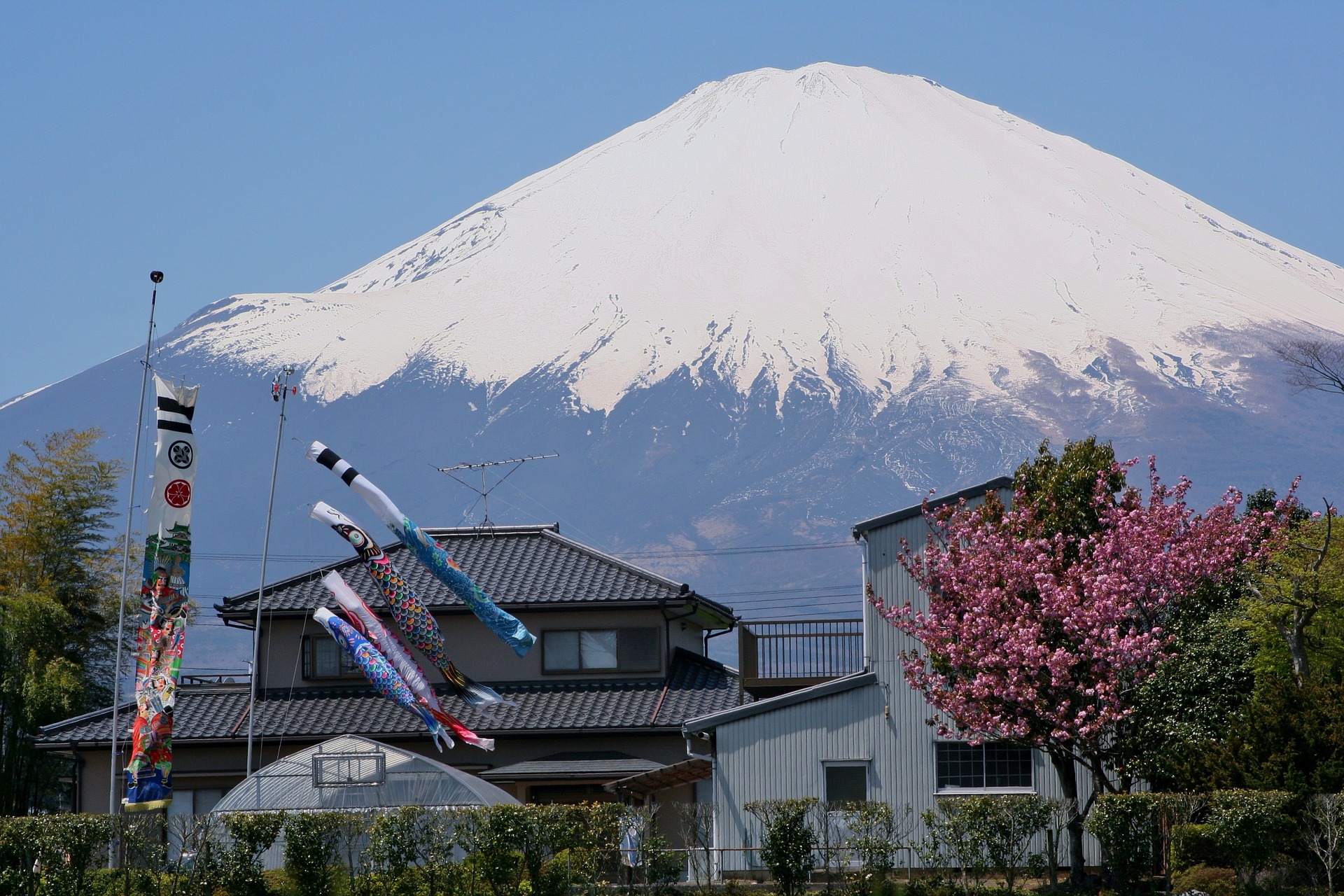 Japan Mt. Fuji with Cherry Blossom tree in foreground