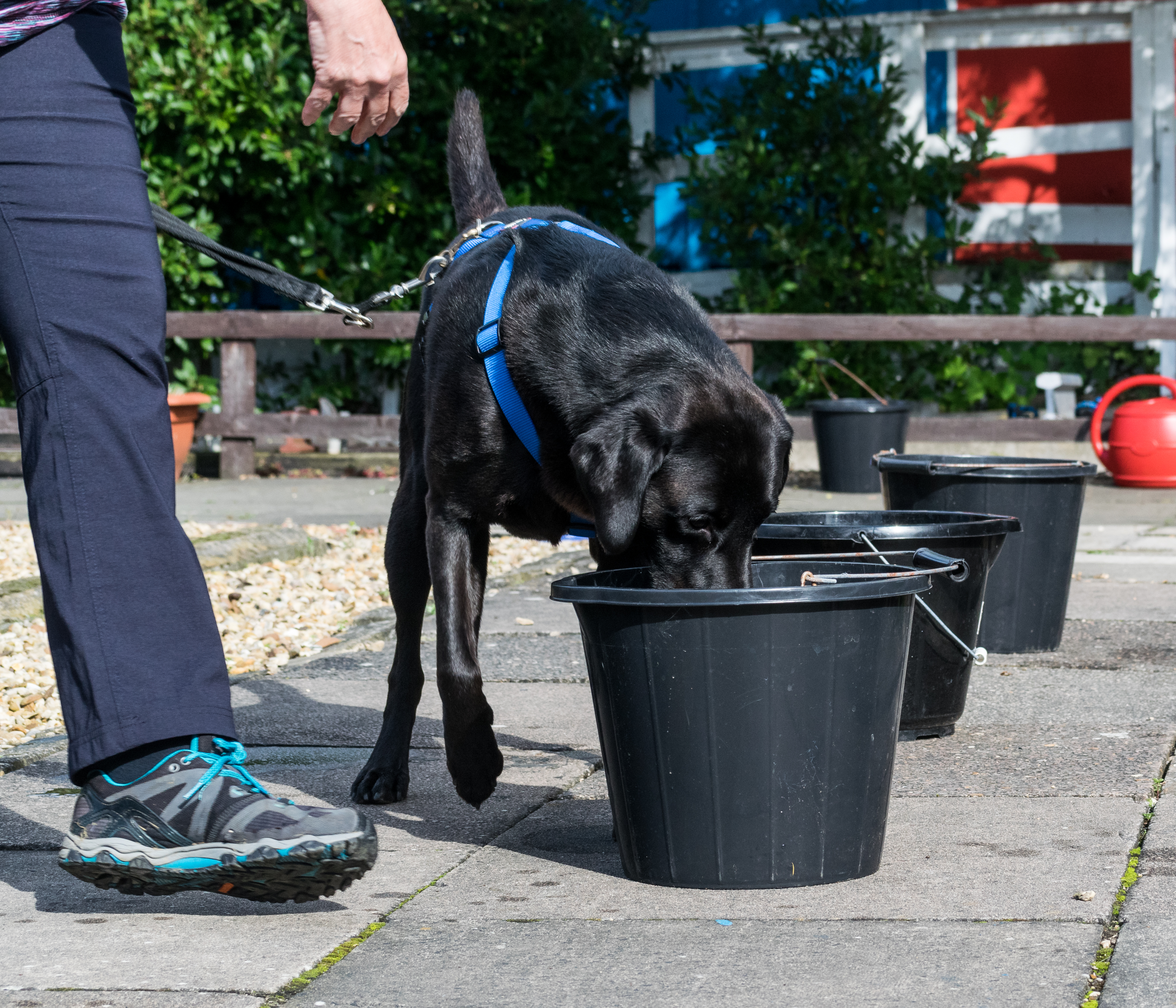 black Labrador searches back buckets of water