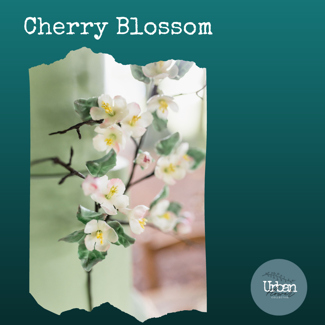 cherry blossom