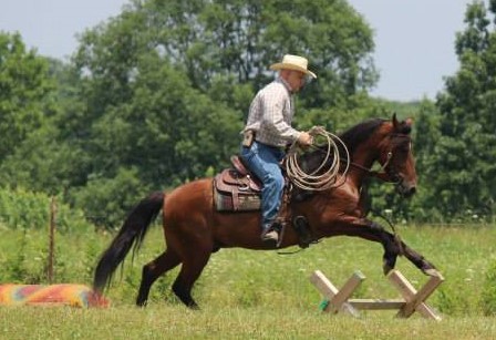 Well Balanced Horsemanship bret lambdin online courses fix my horse help