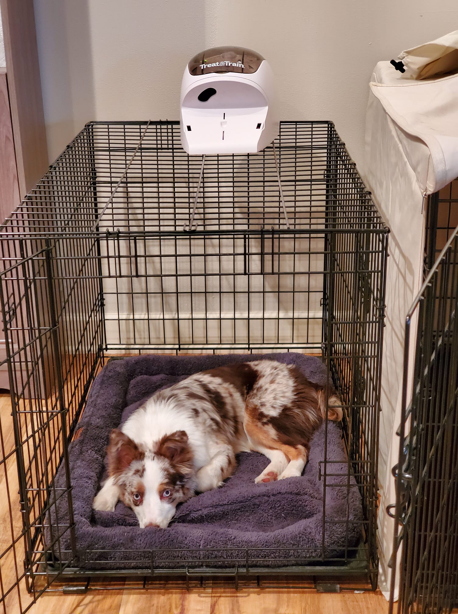 Happy Crating Cog Dog Classroom