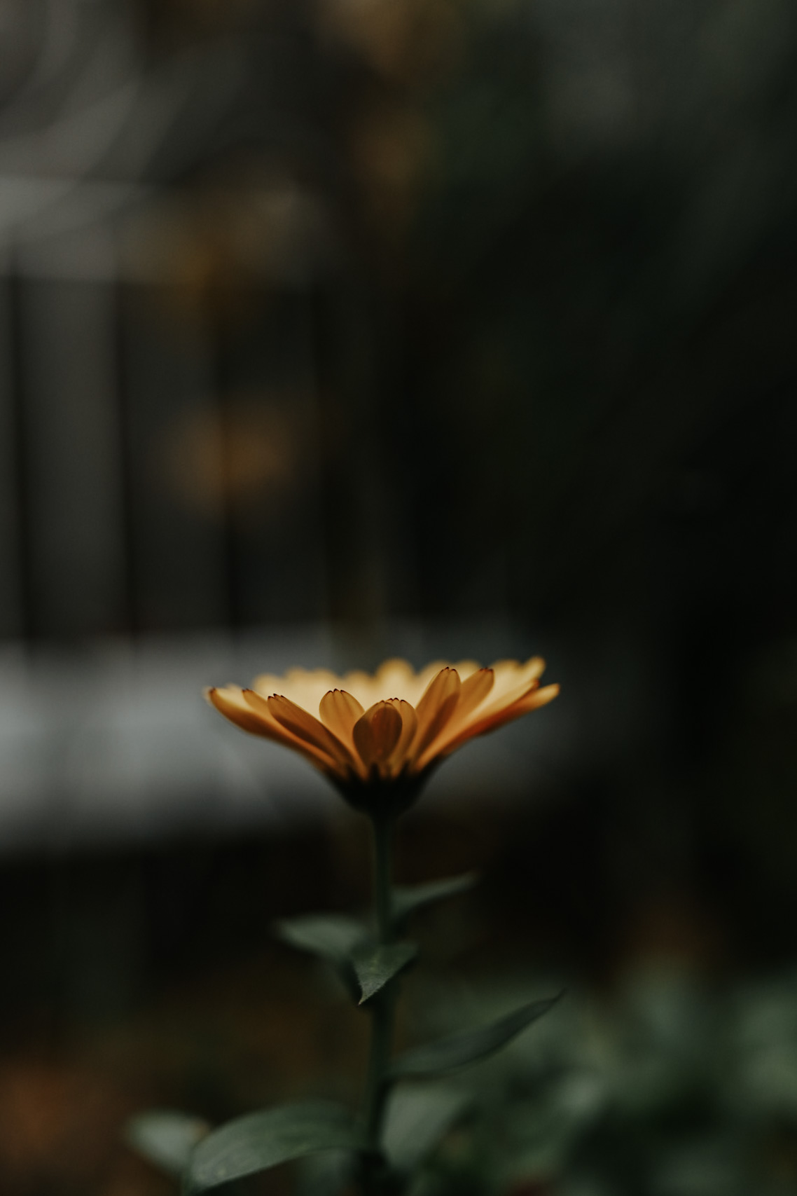 Calendula flower against a dark blurry background