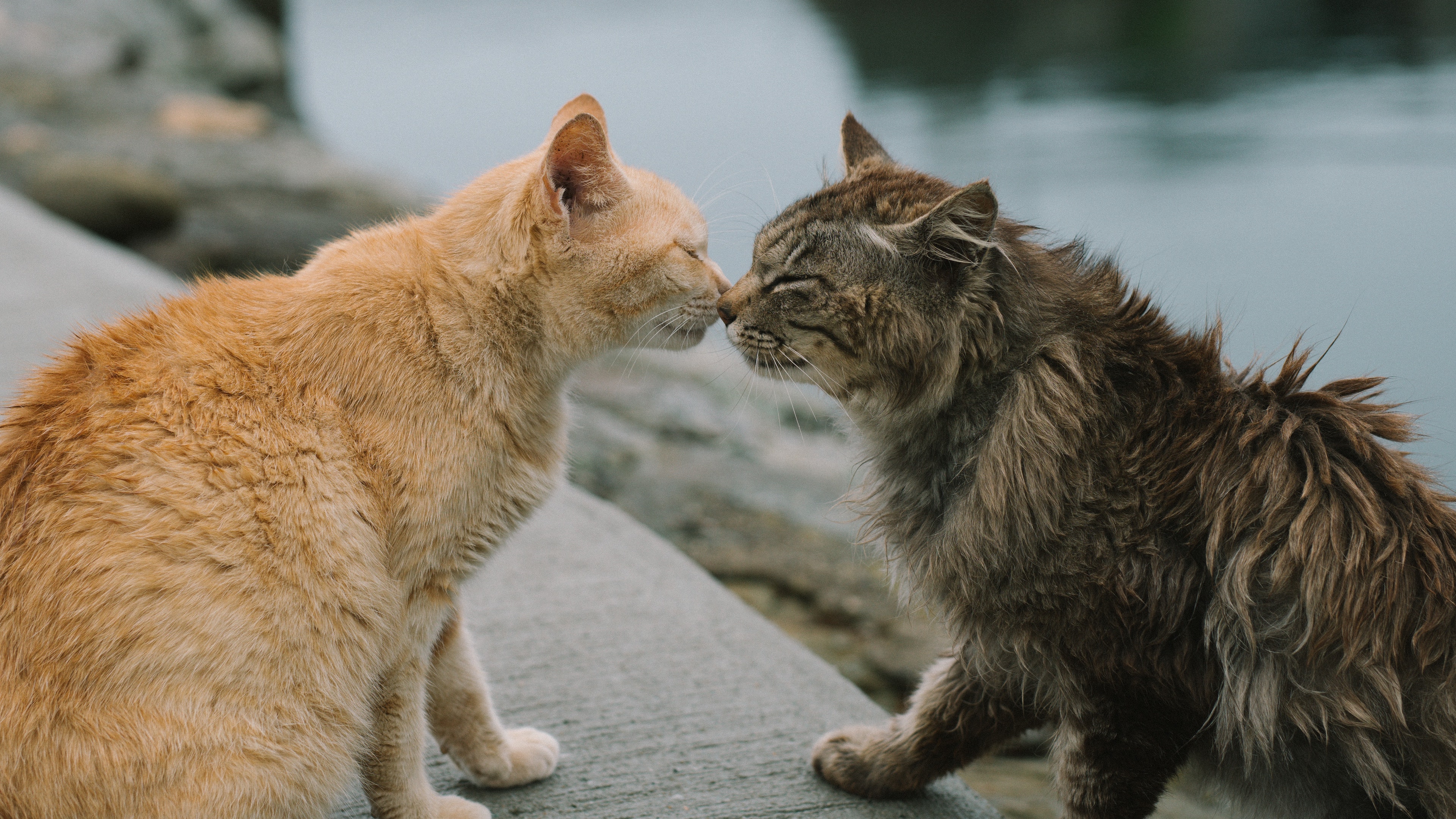 猫、茶トラ、キス