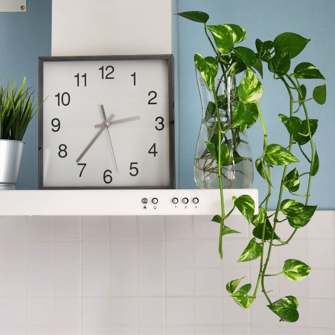 A photo of a clock on a shelf with a glass vase with ivy