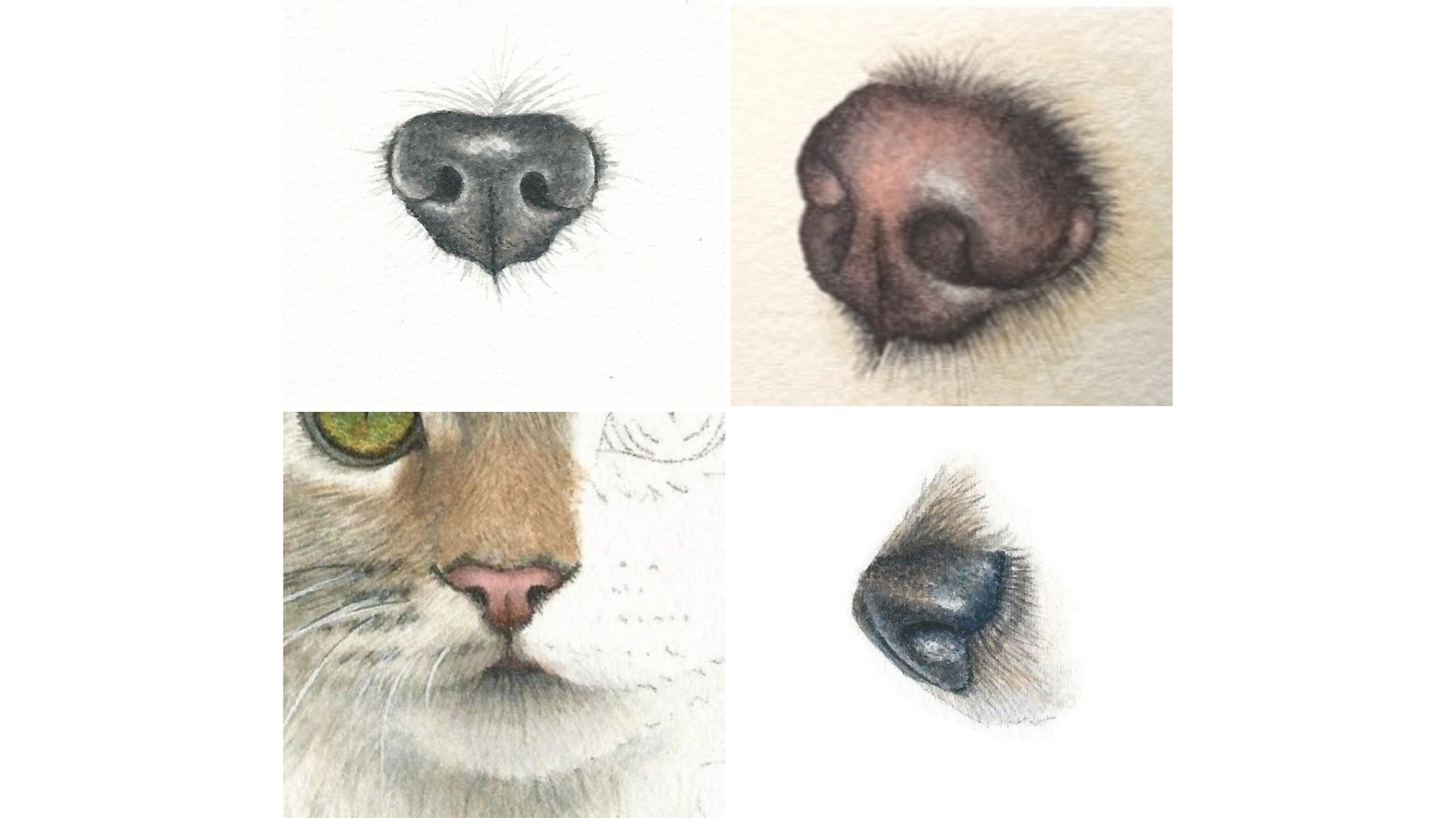 cat nose drawing