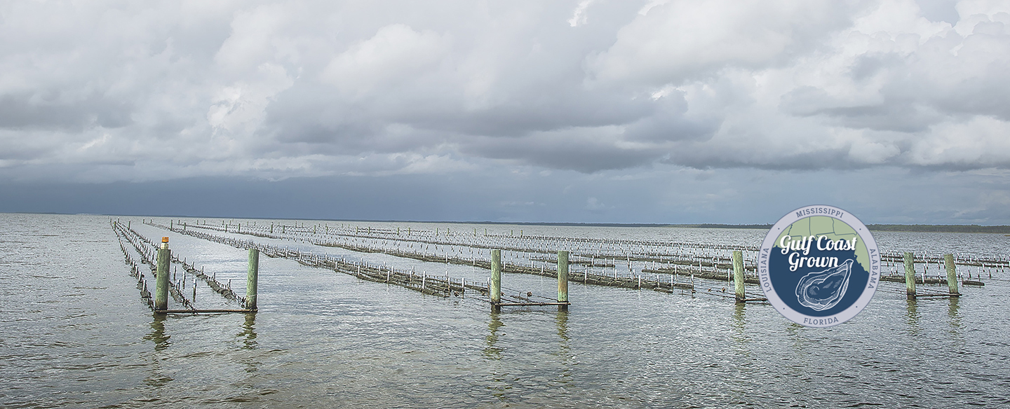 Online Oyster Course  A virtual learning experience