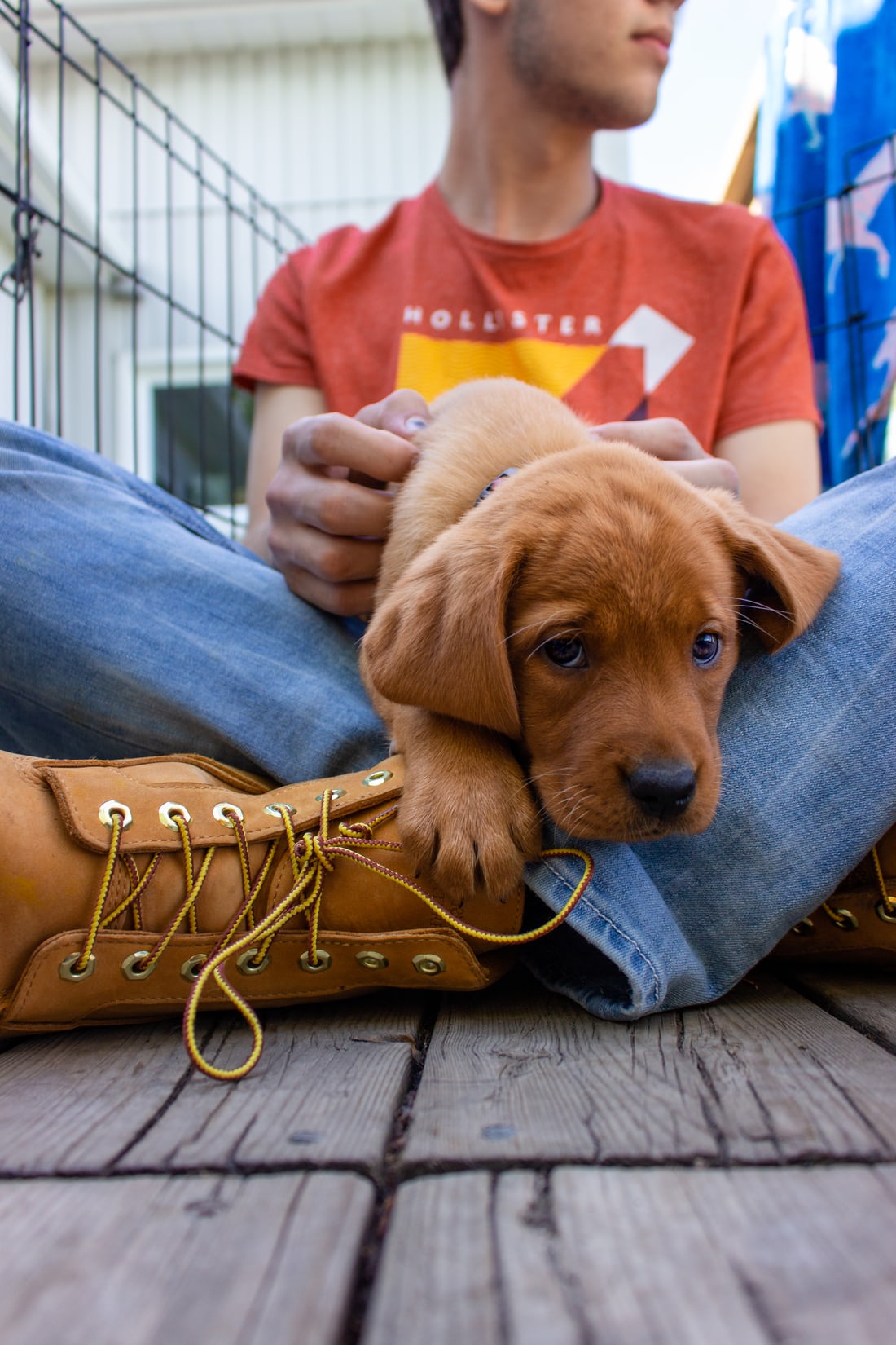 Holistic Online Puppy Training