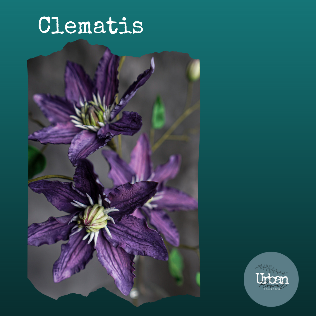 clematis