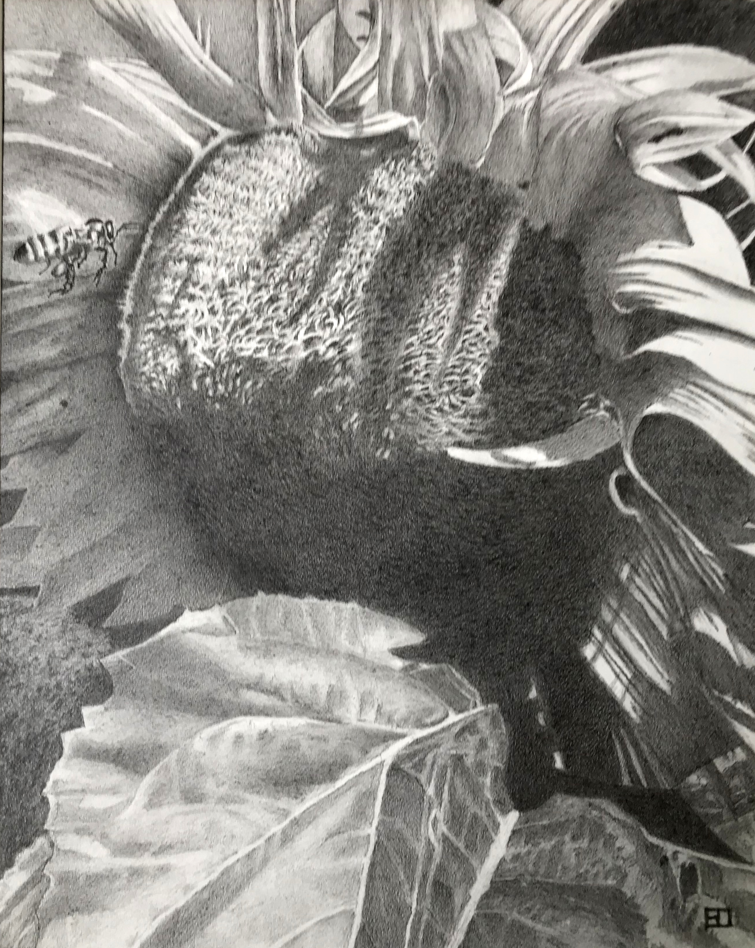 Graphite Drawing of bee and a sunflower, testimonial from student, Rich Turney of RL Caldwell Studio