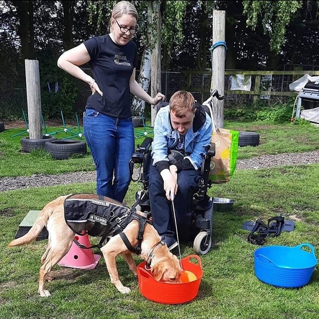 handler works dog from his wheelchair